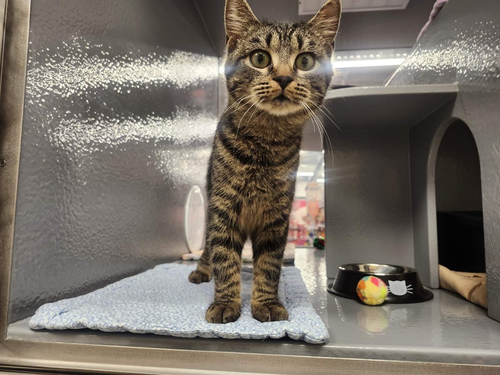 Enlarge MARBLE, a Adoptable Domestic Short Hair in Irmo, SC image 2/2