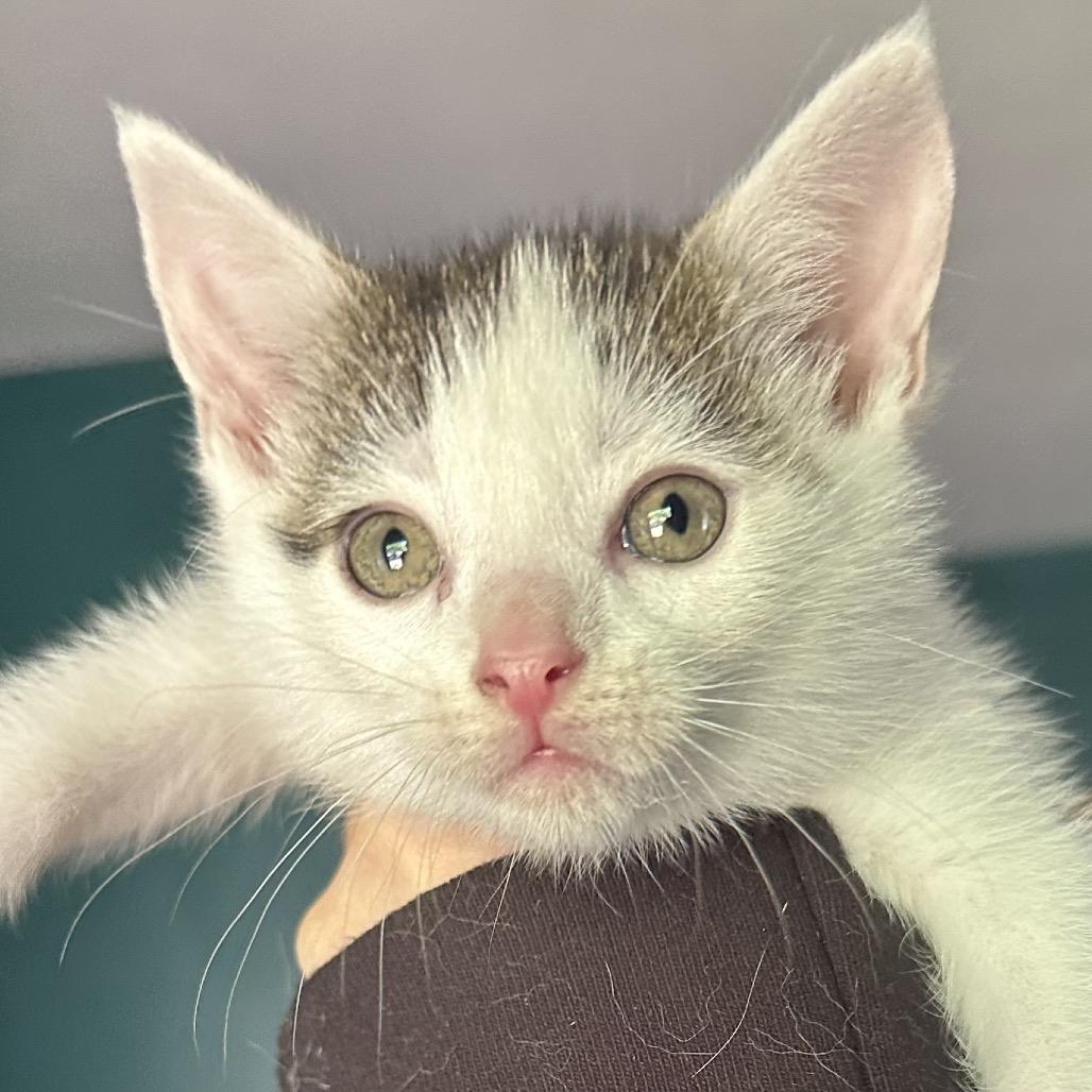 Bic, Adoptable, Kitten Male Domestic Short Hair.