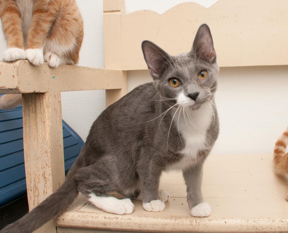 Enlarge Frisco (gets adopted with Alma), an adopted Domestic Short Hair in Westminster, CO image 2/6