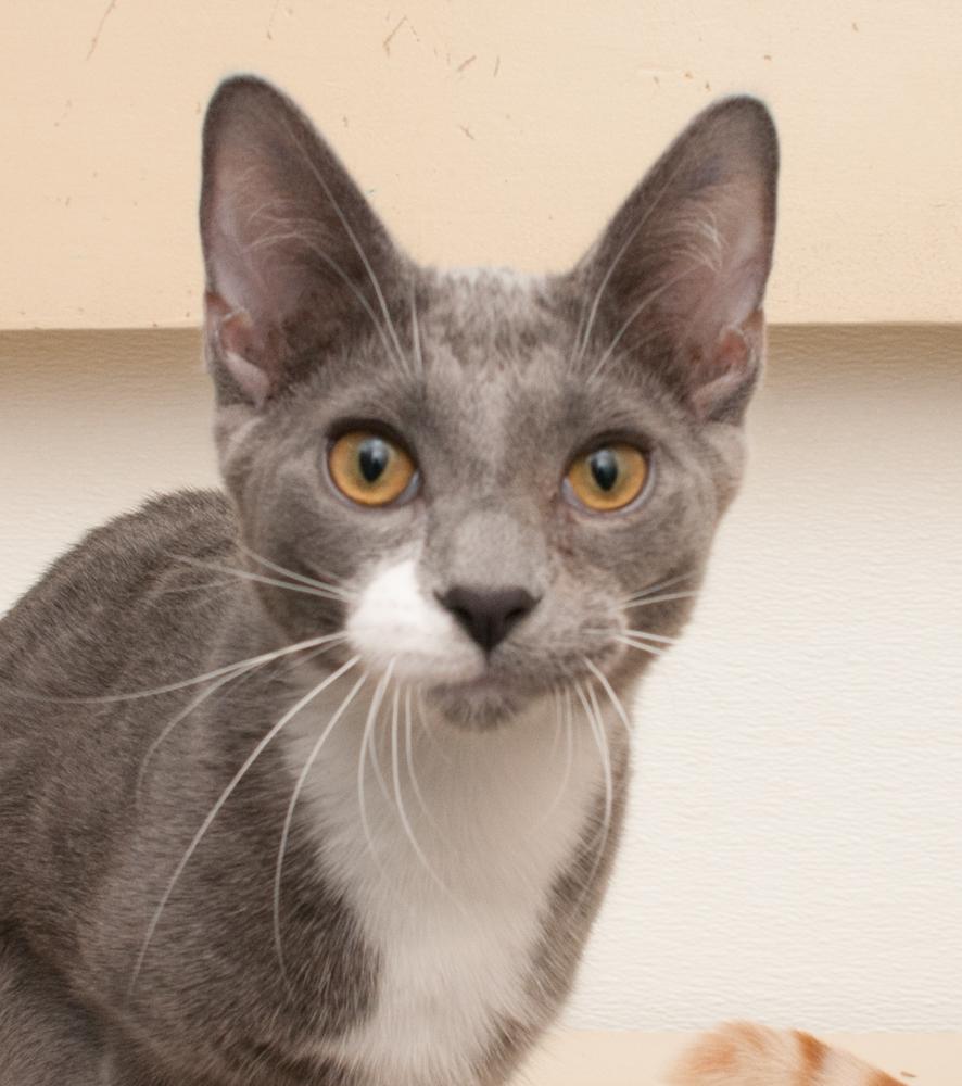 Enlarge Frisco (gets adopted with Alma), an adopted Domestic Short Hair in Westminster, CO image 1/6