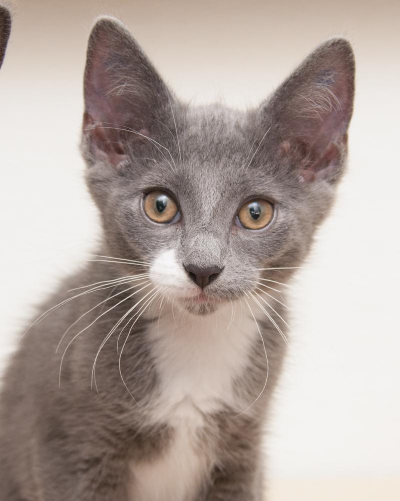 Frisco (gets adopted with Alma), Adoptable, Kitten Male Domestic Short Hair.