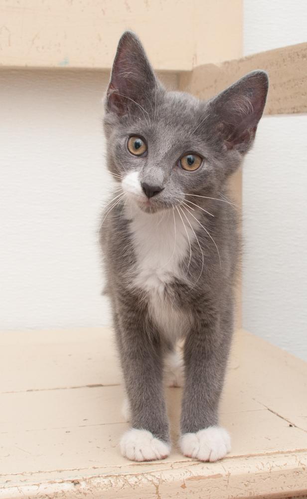 Frisco (gets adopted with Alma), a Adoptable Domestic Short Hair in Westminster, CO image 2/3