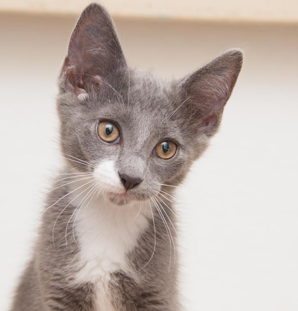 Frisco (gets adopted with Alma), a Adoptable Domestic Short Hair in Westminster, CO image 3/3