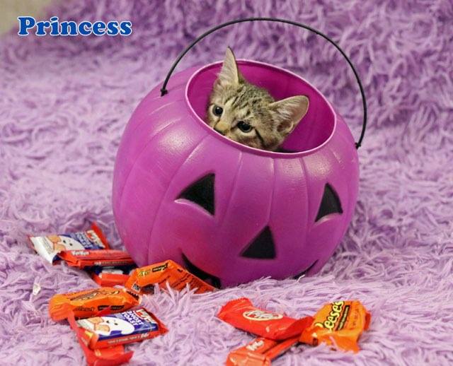 Enlarge Princess, a Adoptable Tabby in Houston, TX image 3/5