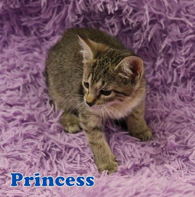 Princess, Adoptable, Kitten Female Tabby.