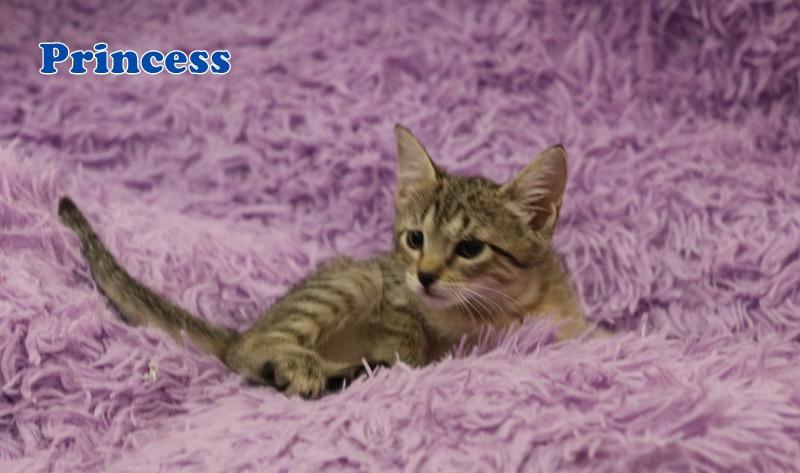 Enlarge Princess, a Adoptable Tabby in Houston, TX image 4/5