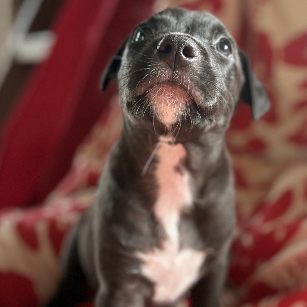 Mr.Wendell (Zig Zag Litter), Adoptable, Puppy Male Mixed Breed.