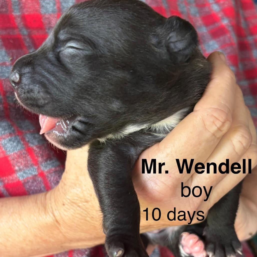 Enlarge Mr.Wendell (Zig Zag Litter), a Adoptable Mixed Breed in Volcano, HI image 2/5