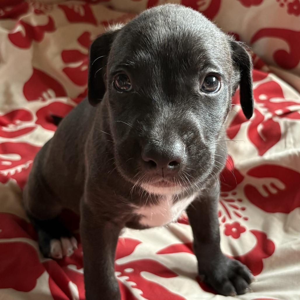 Enlarge Mr.Wendell (Zig Zag Litter), a Adoptable Mixed Breed in Volcano, HI image 3/5