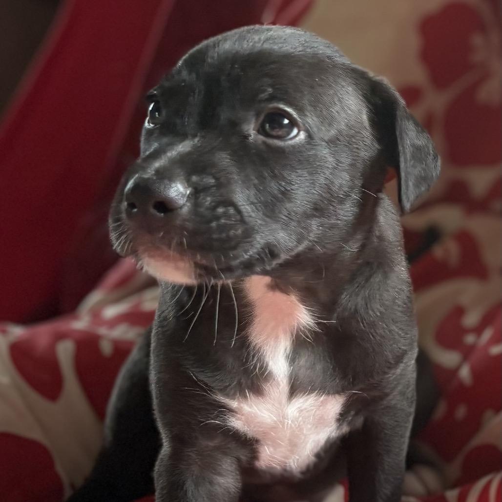 Enlarge Mr.Wendell (Zig Zag Litter), a Adoptable Mixed Breed in Volcano, HI image 4/5