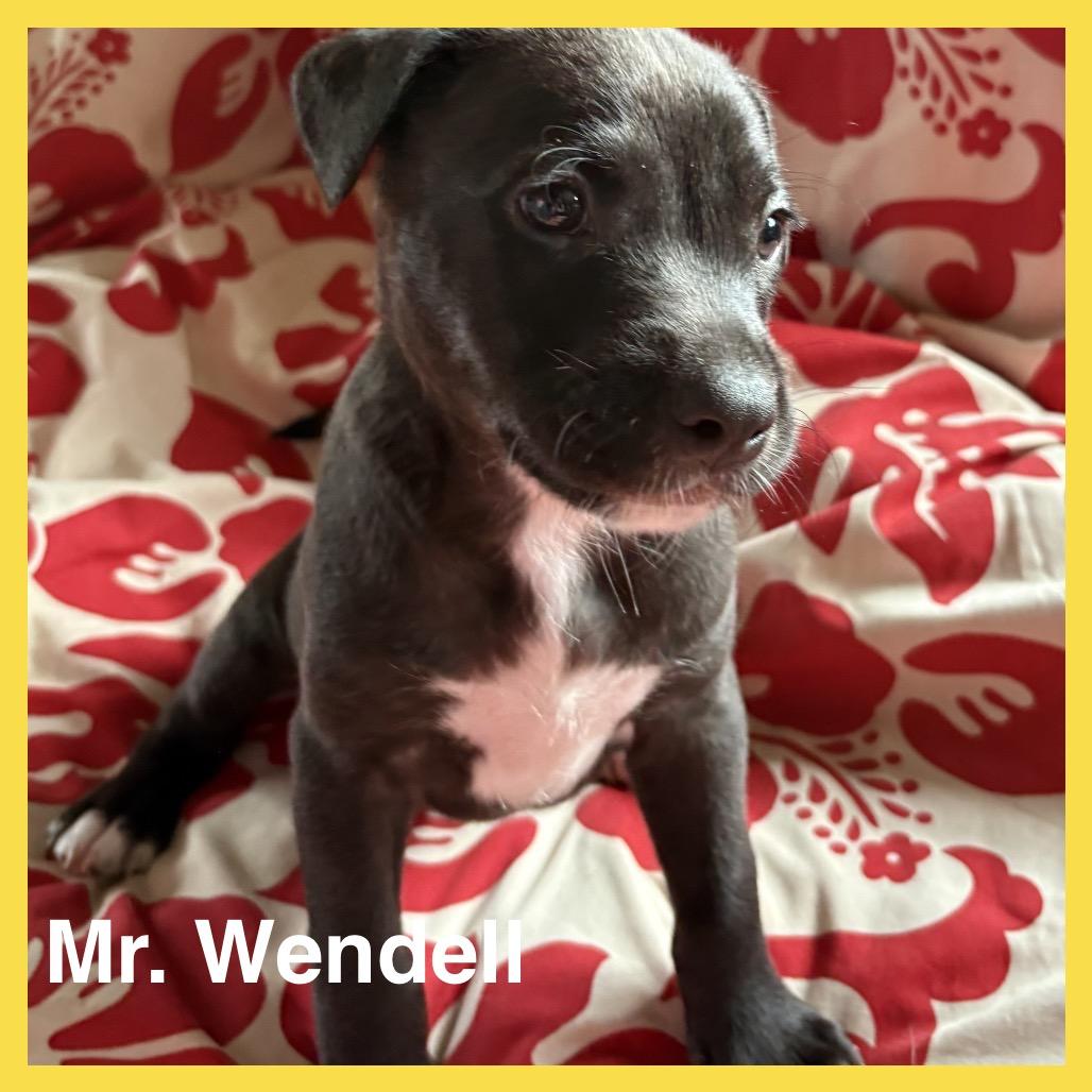 Enlarge Mr.Wendell (Zig Zag Litter), a Adoptable Mixed Breed in Volcano, HI image 5/5