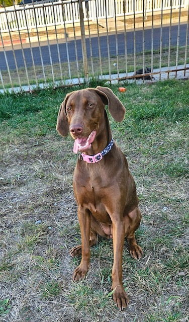 Chocolate, Adopted, Puppy Female Vizsla & Pointer.