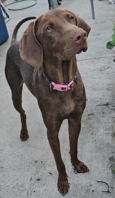Enlarge Chocolate, a Adopted mixed breed in Calabasas, CA image 3/3