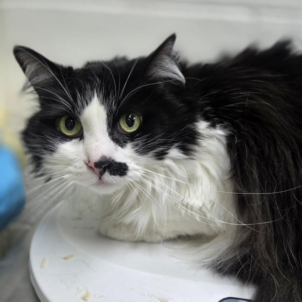 Enlarge Eco, a Adoptable Domestic Long Hair in Incline Village, NV image 1/6