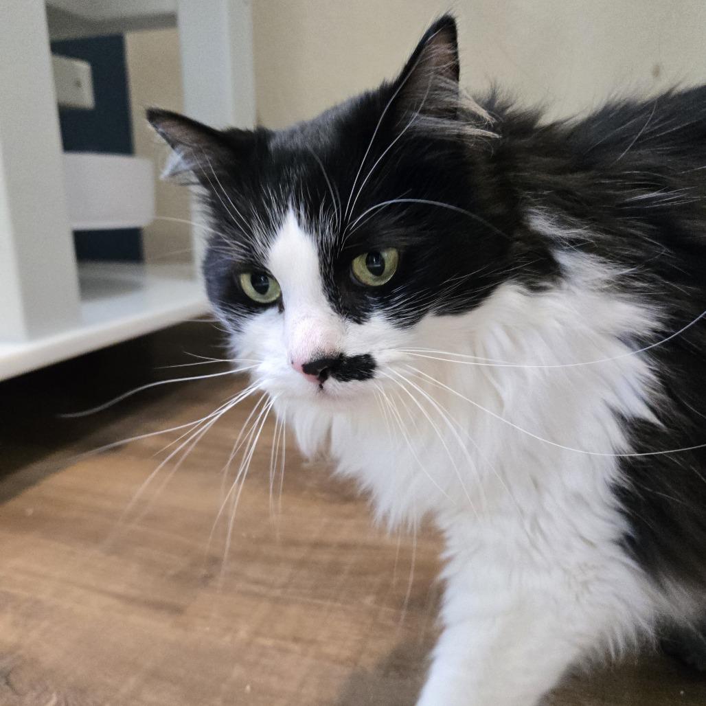 Enlarge Eco, a Adoptable Domestic Long Hair in Incline Village, NV image 2/6