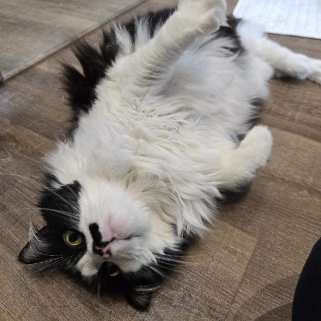 Enlarge Eco, a Adoptable Domestic Long Hair in Incline Village, NV image 3/6