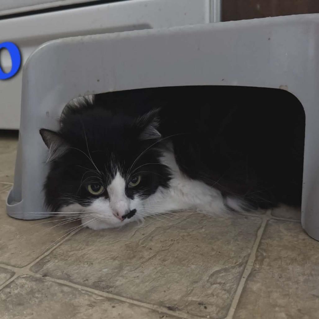 Enlarge Eco, a Adoptable Domestic Long Hair in Incline Village, NV image 4/6