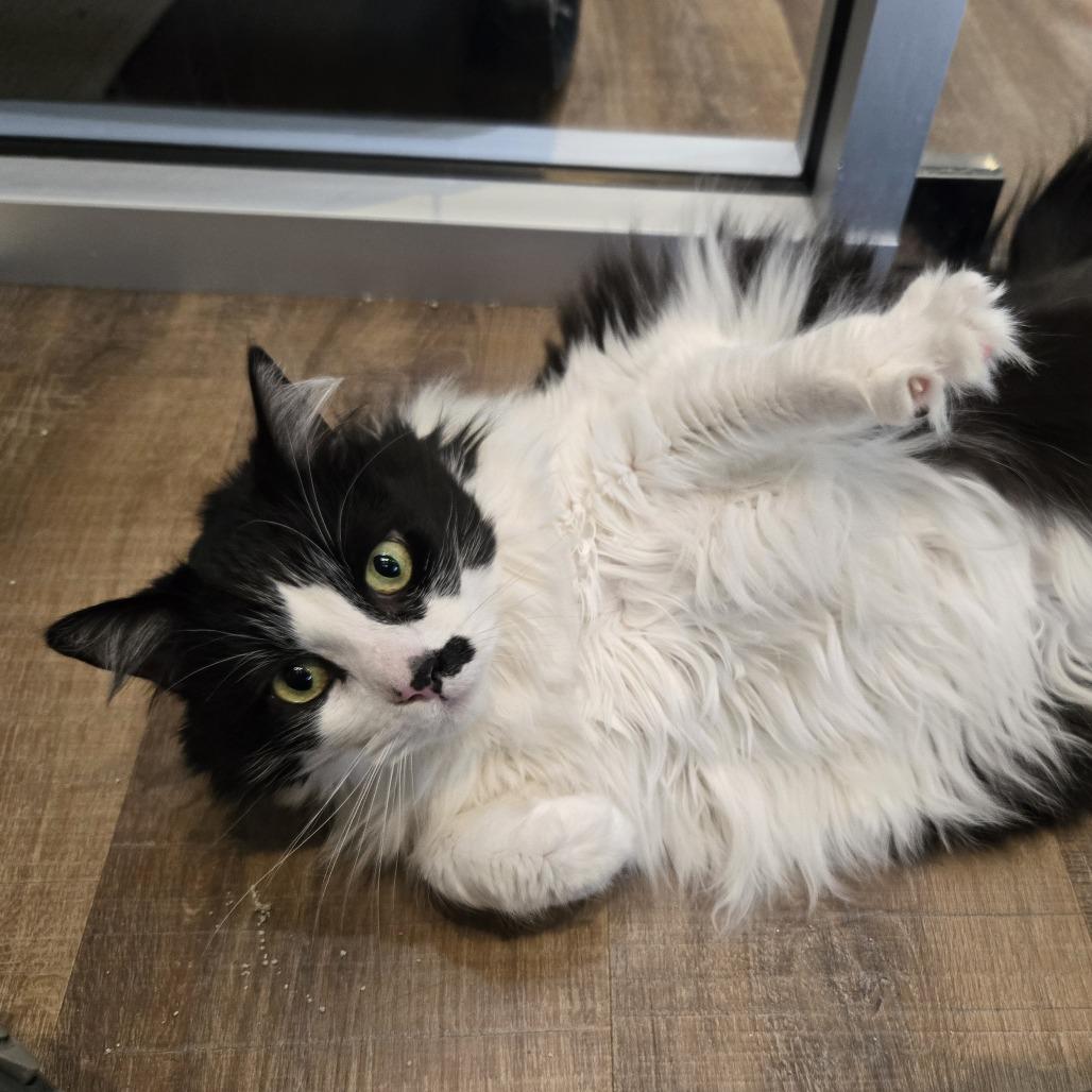 Enlarge Eco, a Adoptable Domestic Long Hair in Incline Village, NV image 5/6