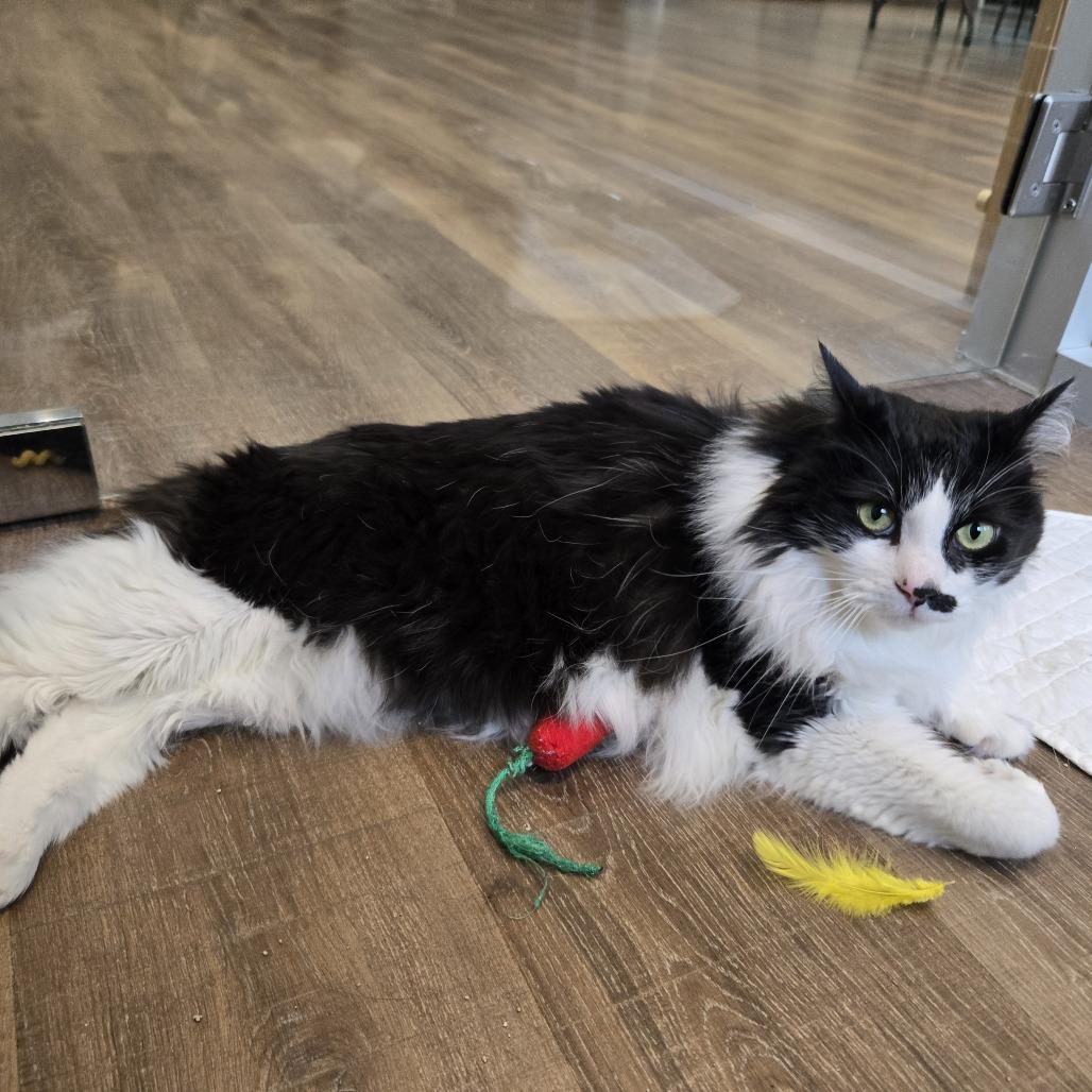 Enlarge Eco, a Adoptable Domestic Long Hair in Incline Village, NV image 6/6