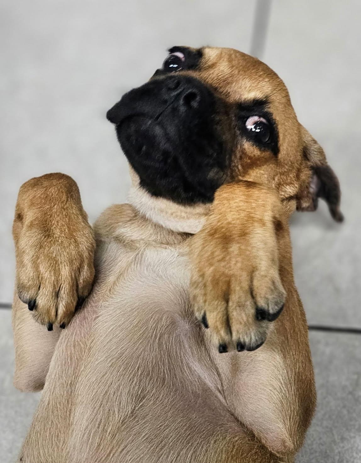 Enlarge Blossom, a Adoptable mixed breed in Los Angeles, CA image 1/3