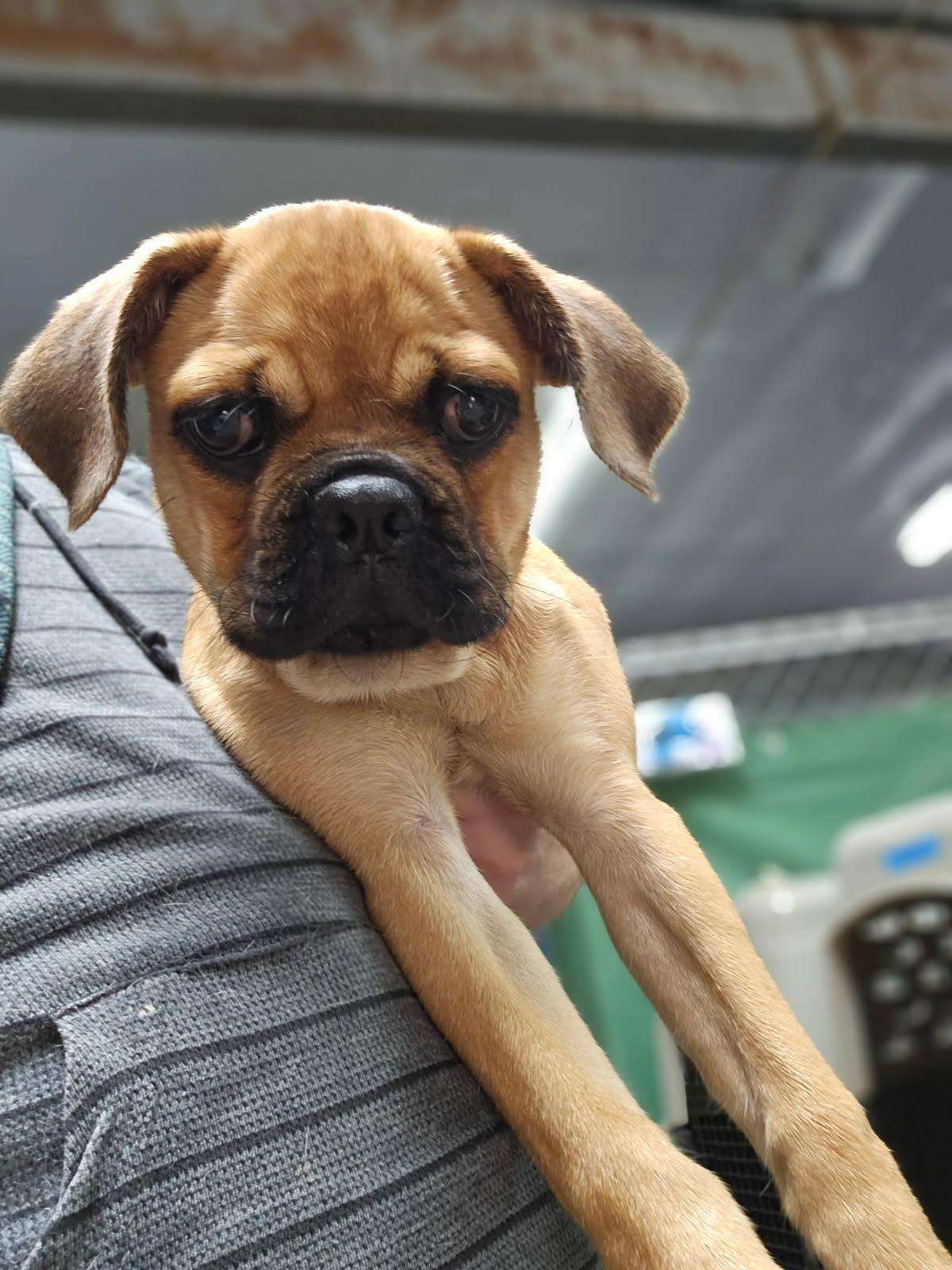 Enlarge Blossom, a Adoptable mixed breed in Los Angeles, CA image 2/3