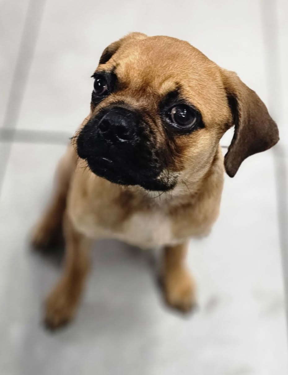 Enlarge Blossom, a Adoptable mixed breed in Los Angeles, CA image 3/3