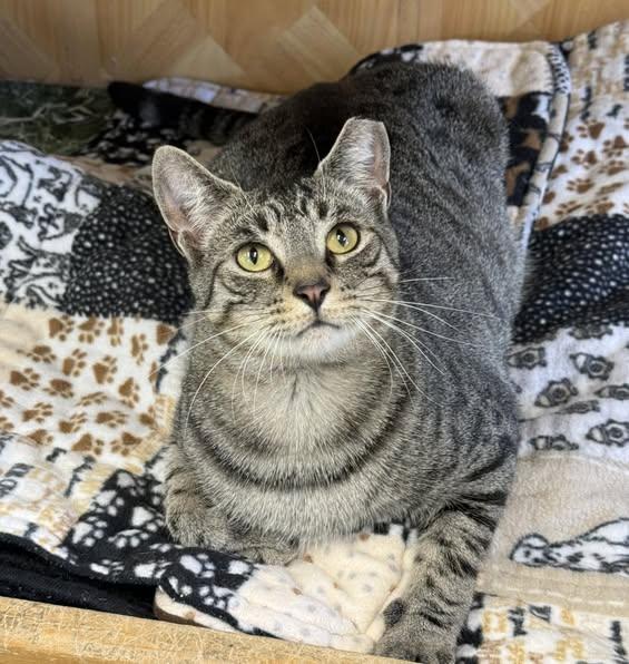 Little Gray, Adoptable, Young Male Domestic Short Hair.