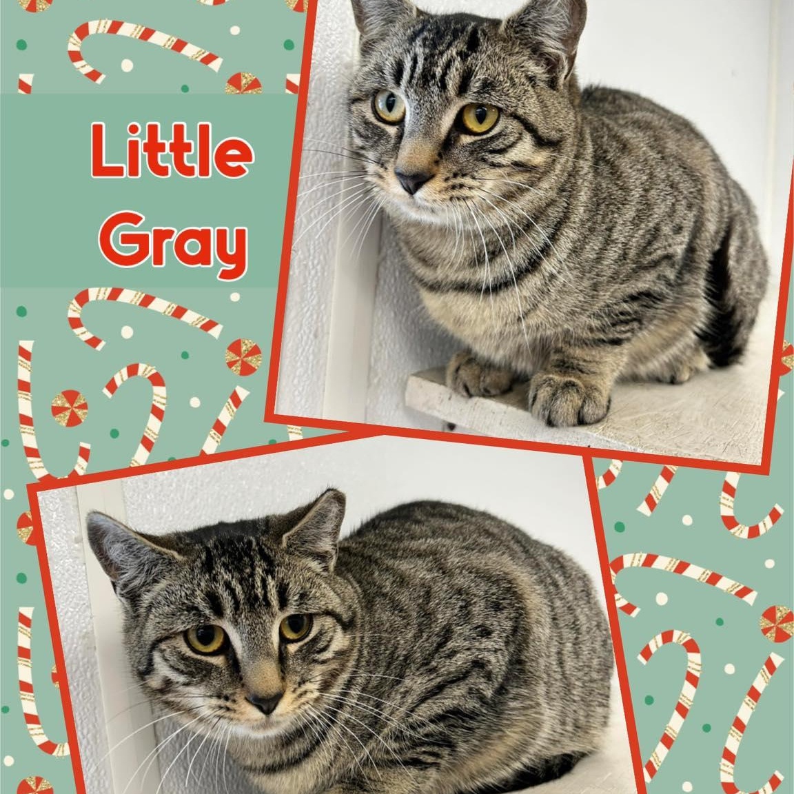 Enlarge Little Gray, a Adoptable Domestic Short Hair in Howes Cave, NY image 3/3