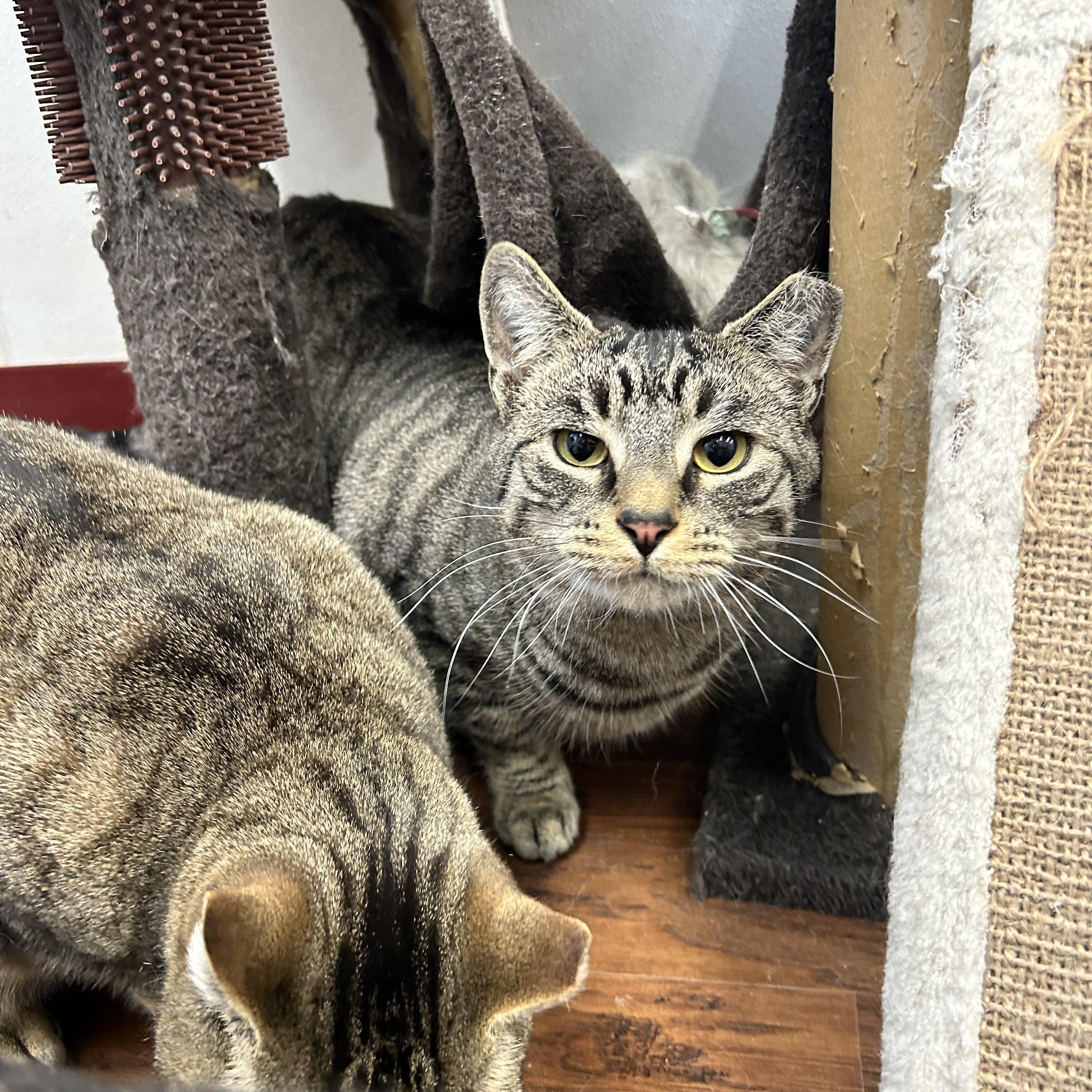 Enlarge Little Gray, a Adoptable Domestic Short Hair in Howes Cave, NY image 2/3