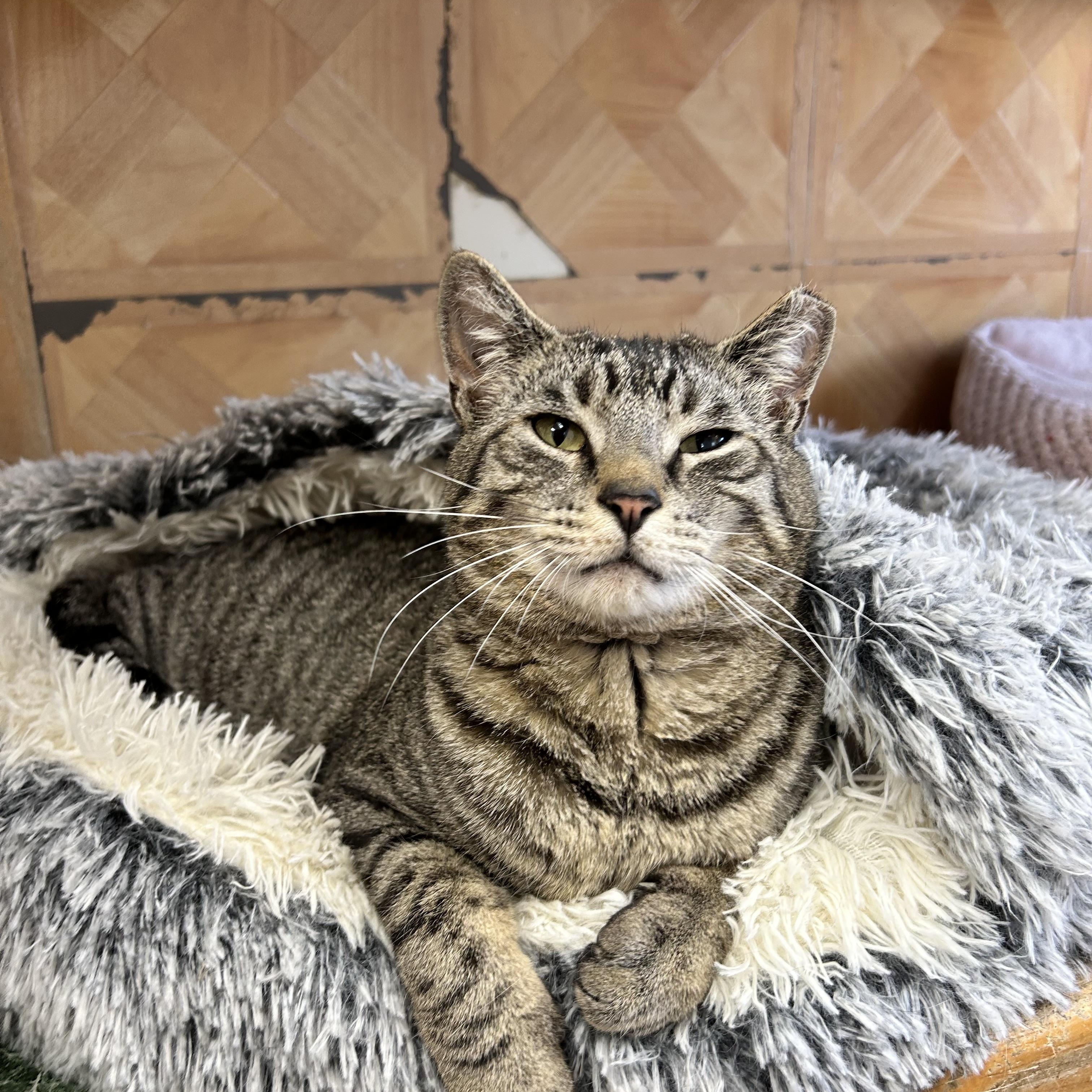 Little Gray, a Adoptable Domestic Short Hair in Howes Cave, NY image 1/4