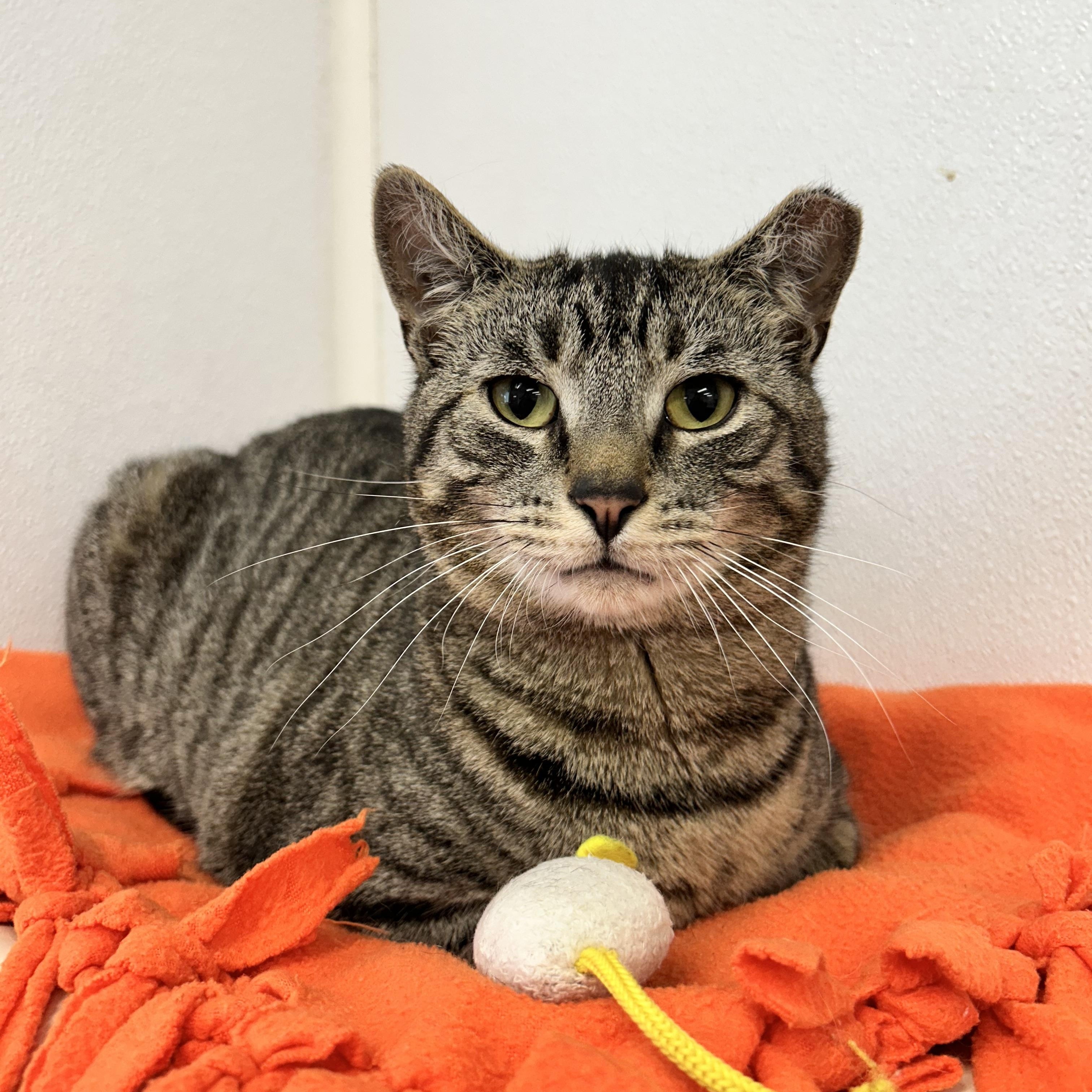 Little Gray, a Adoptable Domestic Short Hair in Howes Cave, NY image 4/4