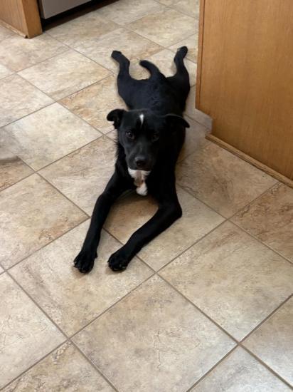 Enlarge Apollo, a ADOPTABLE mixed breed in Atlanta, GA image 2/2