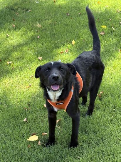 Apollo, ADOPTABLE, Young Male Jack Russell Terrier & Flat-Coated Retriever.