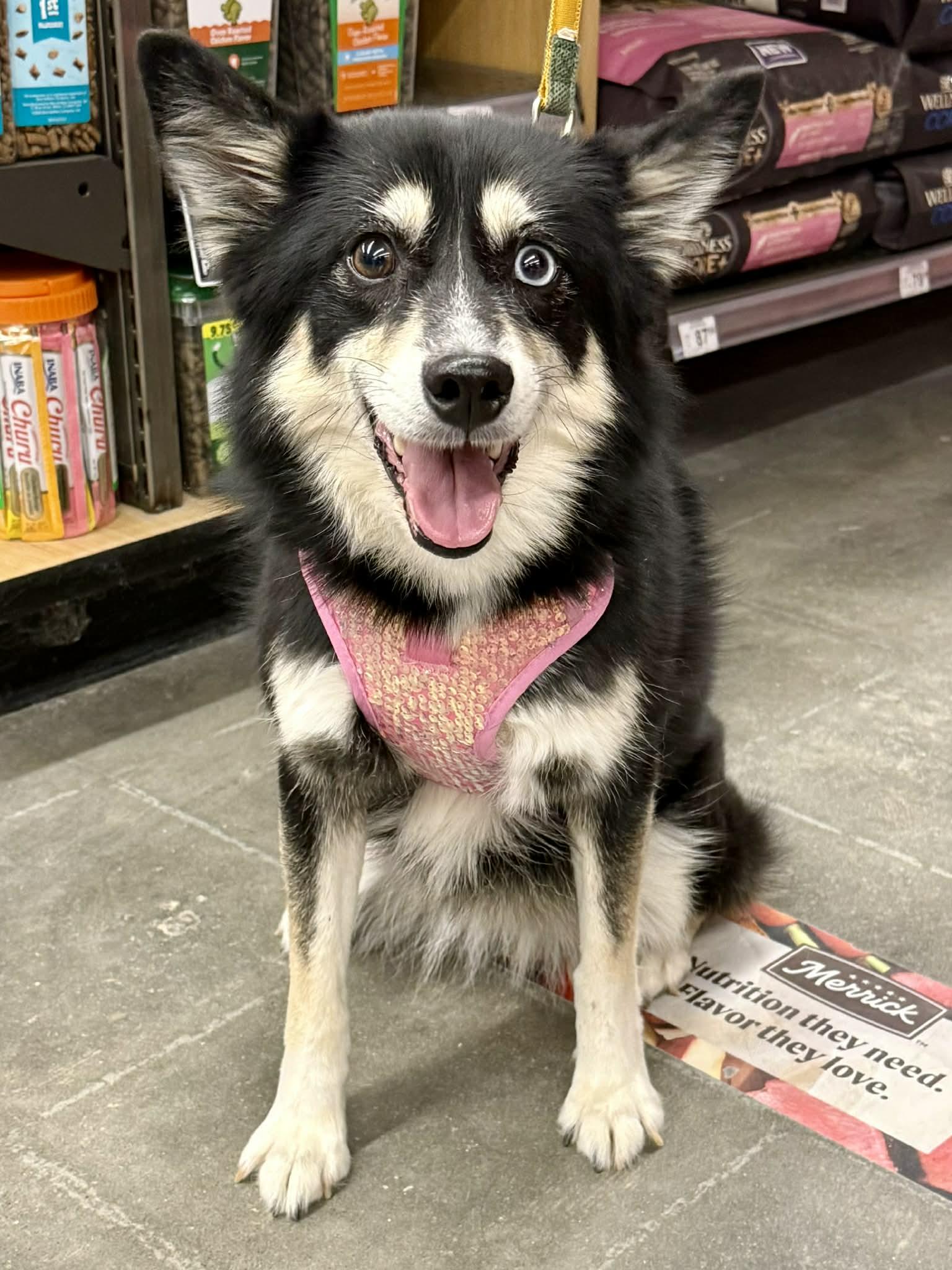 Stella Mae, Adoptable, Adult Female Pomeranian & Husky.