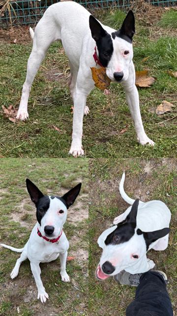 WIHELMINA, Adoptable, Young Female Bull Terrier & Mixed Breed.