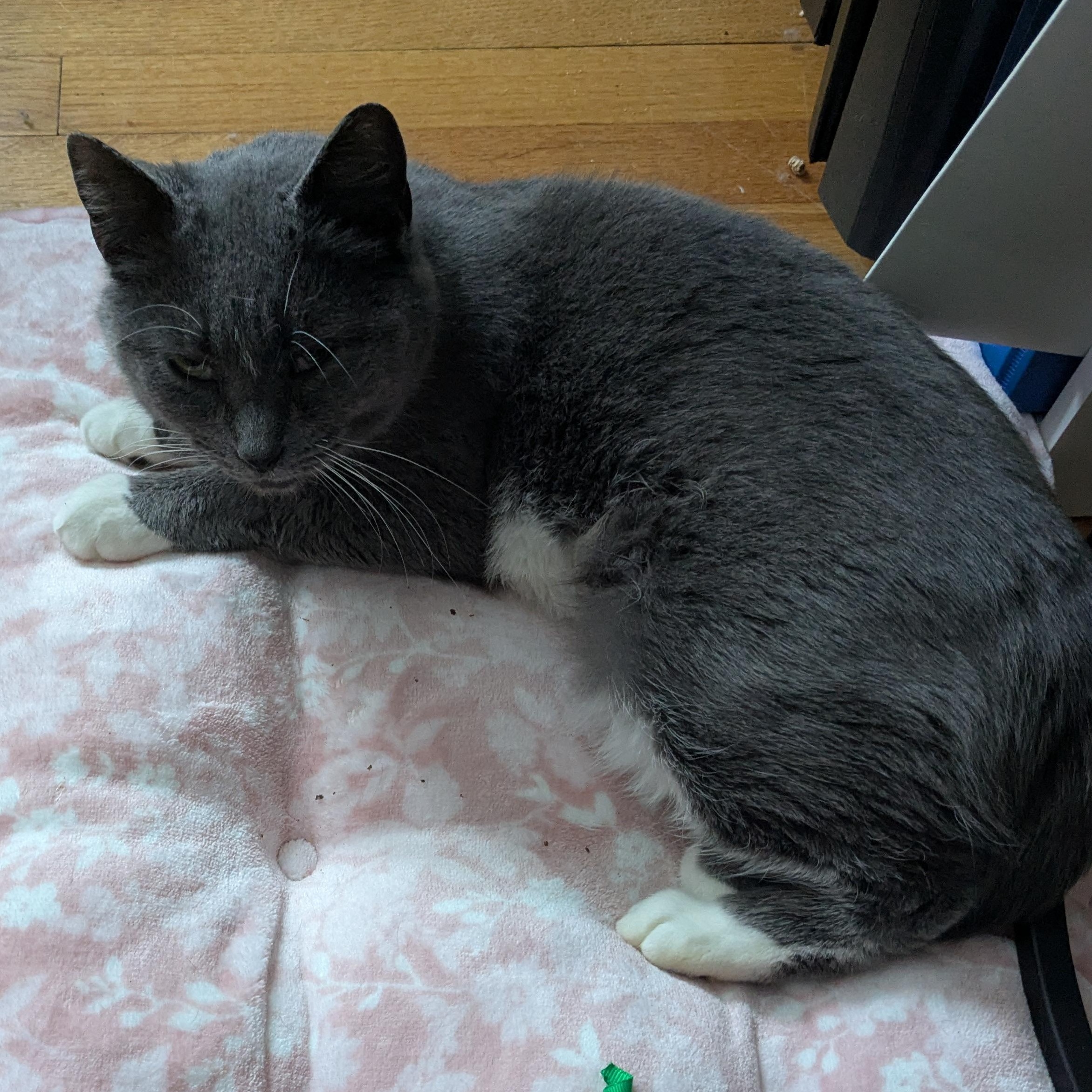 Enlarge Discount, a ADOPTABLE mixed breed in Syracuse, NY image 4/4