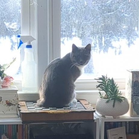 Enlarge Discount, a ADOPTABLE mixed breed in Syracuse, NY image 2/4