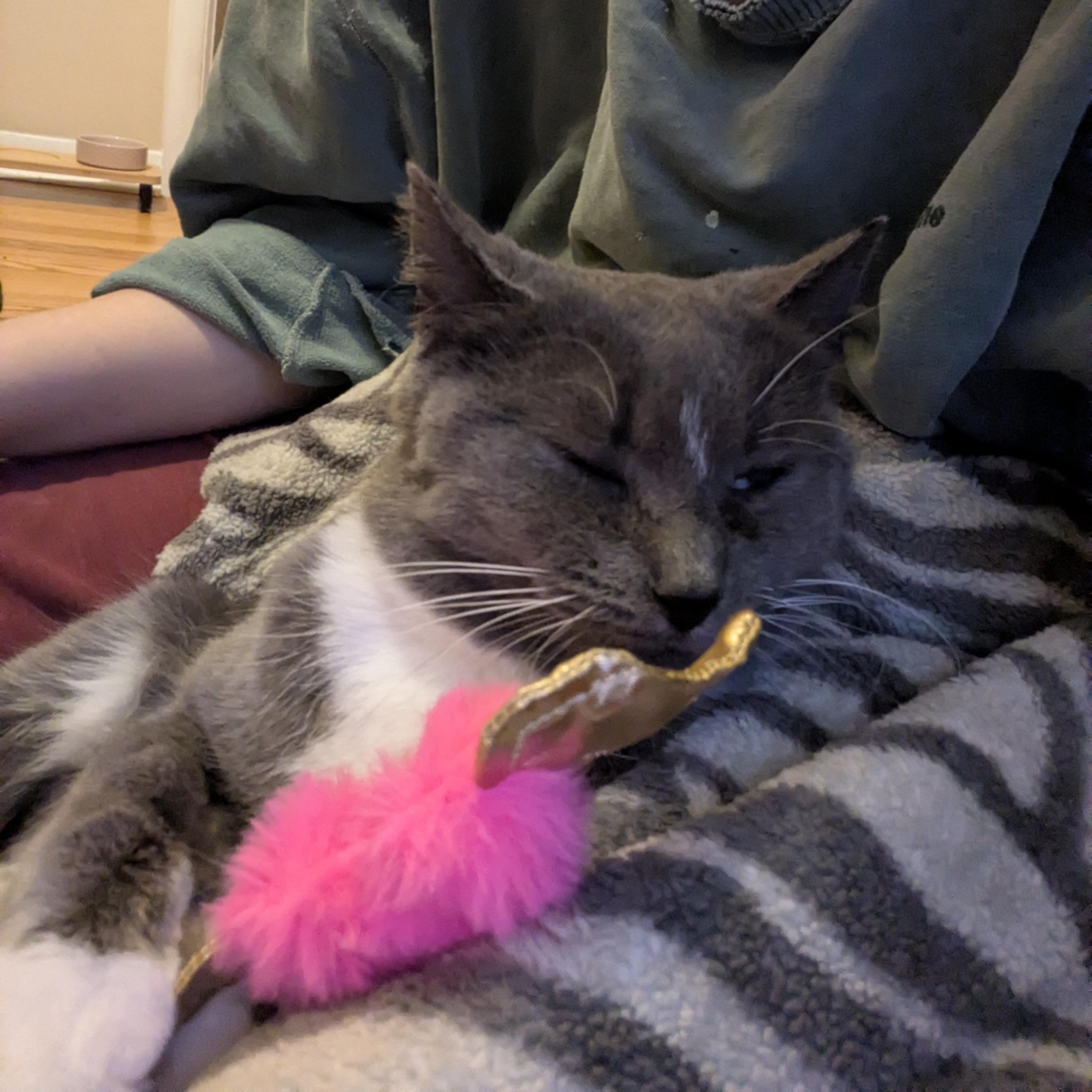 Discount, ADOPTABLE, Adult Female Domestic Short Hair & American Bobtail.