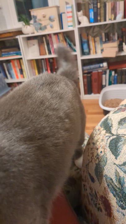 Enlarge Discount, a ADOPTABLE mixed breed in Syracuse, NY video 3/4