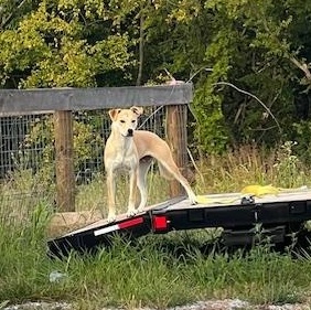 Kolbi, an adopted mixed breed in Richmond, KY image 5/5