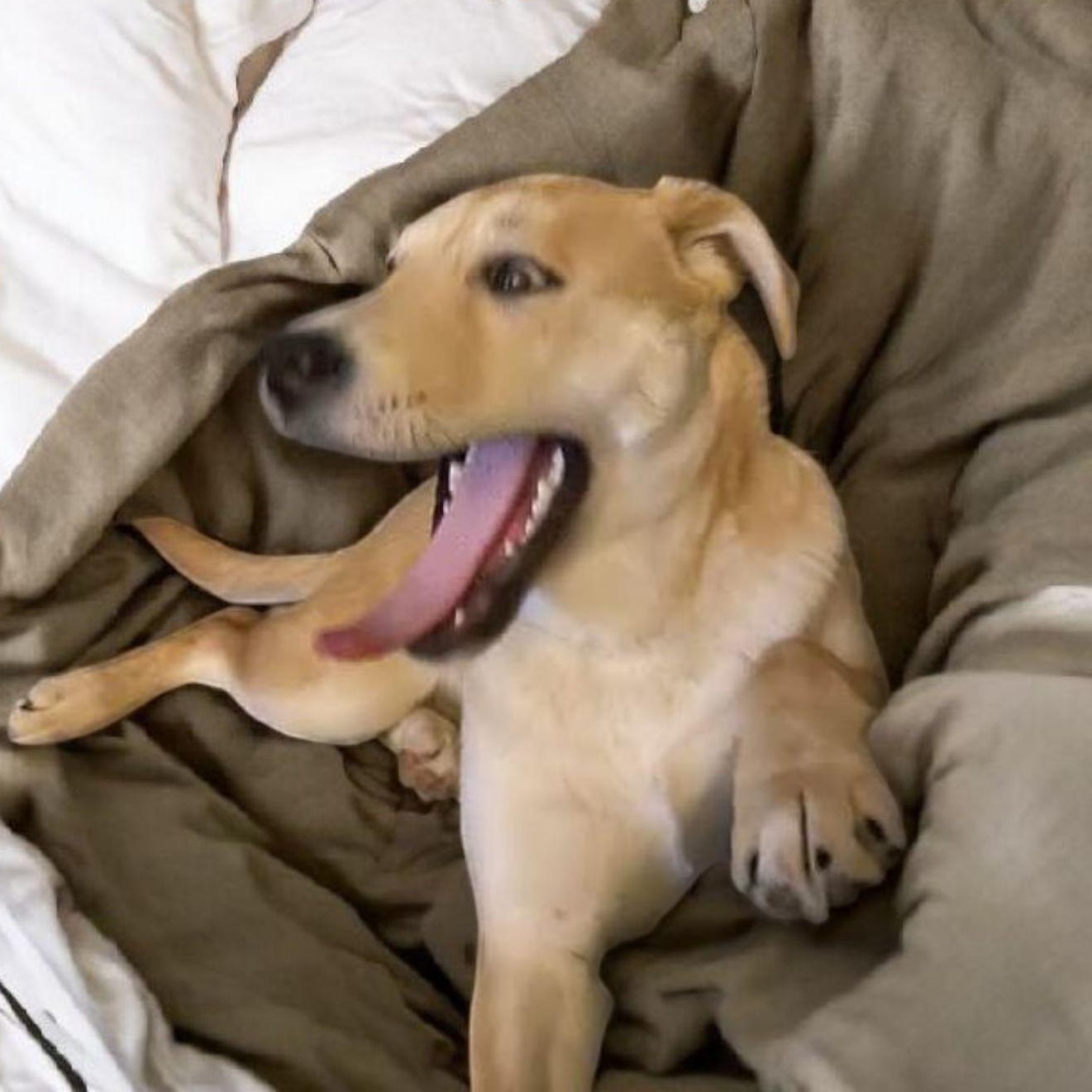 Kolbi, an adopted mixed breed in Richmond, KY image 1/5