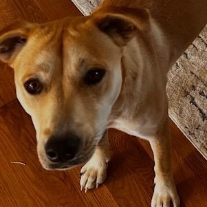 Kolbi, an adopted mixed breed in Richmond, KY image 4/5