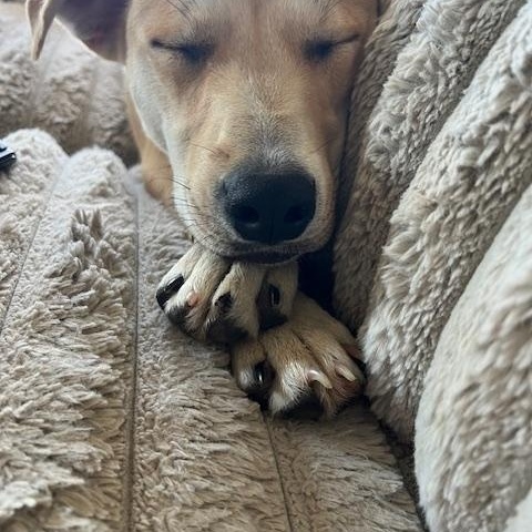 Kolbi, an adopted mixed breed in Richmond, KY image 3/5