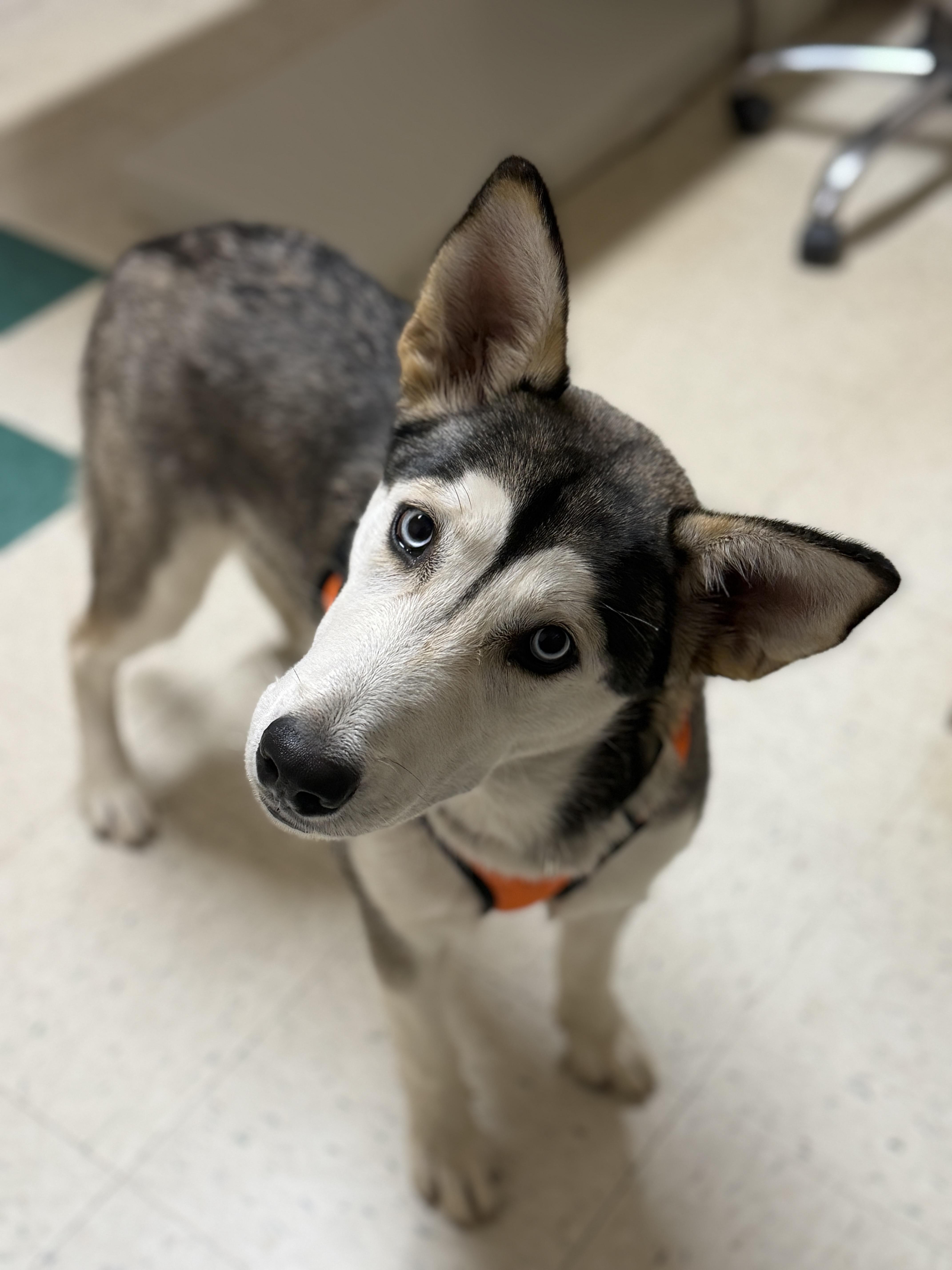 Enlarge Knox, a Adoptable Siberian Husky in Hawkins, TX image 1/4