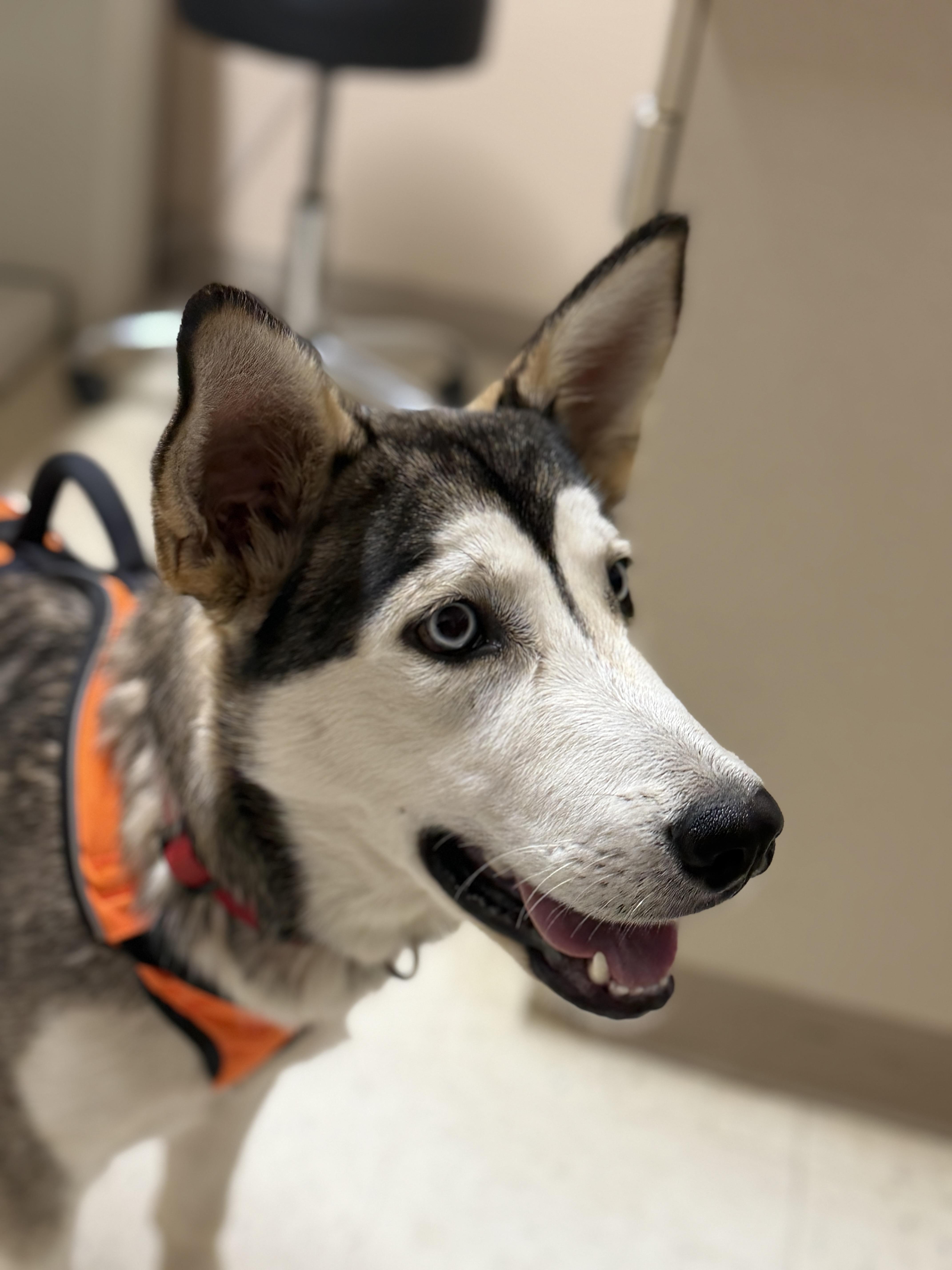Enlarge Knox, a Adoptable Siberian Husky in Hawkins, TX image 2/4