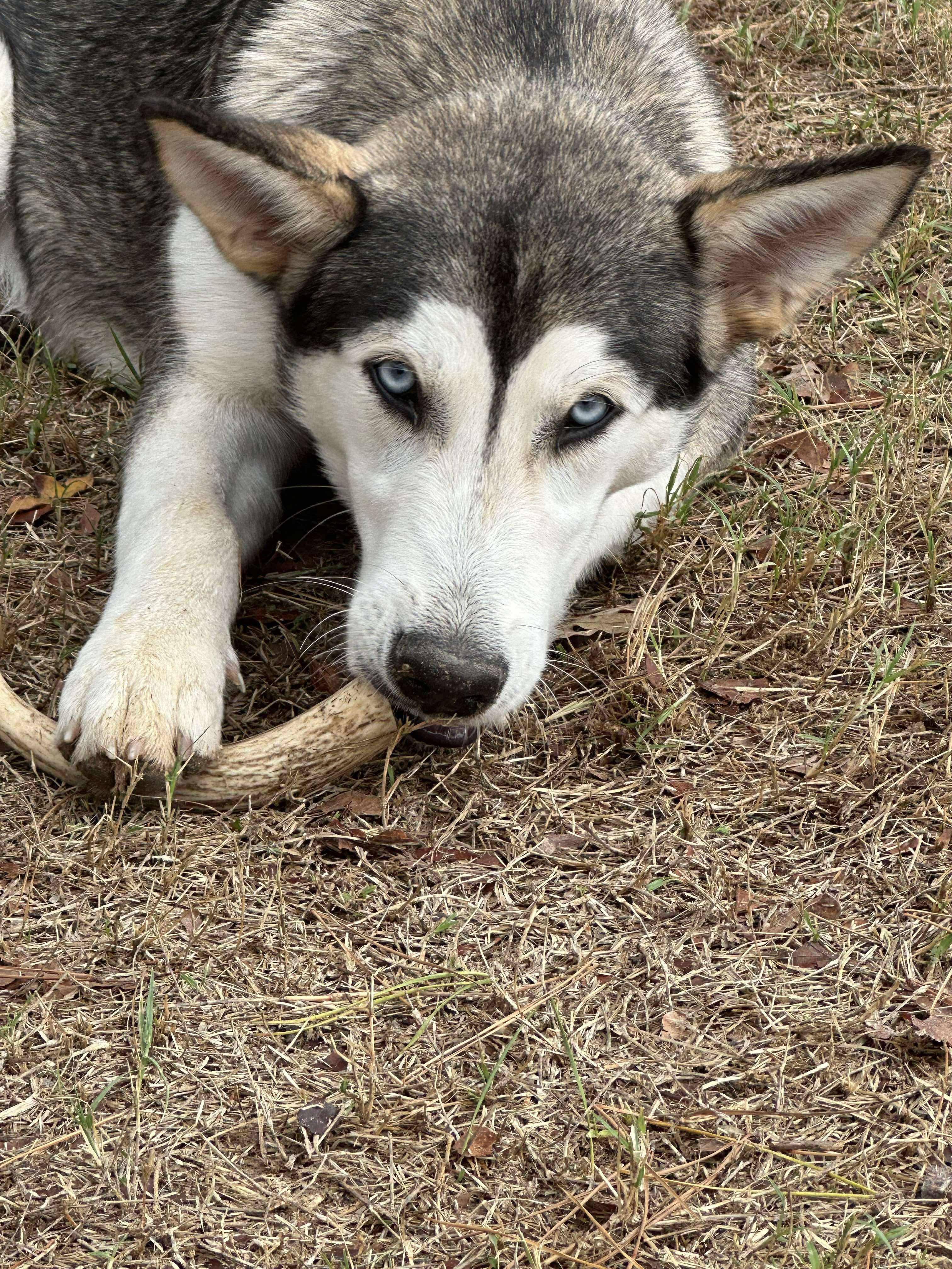 Enlarge Knox, a Adoptable Siberian Husky in Hawkins, TX image 3/4