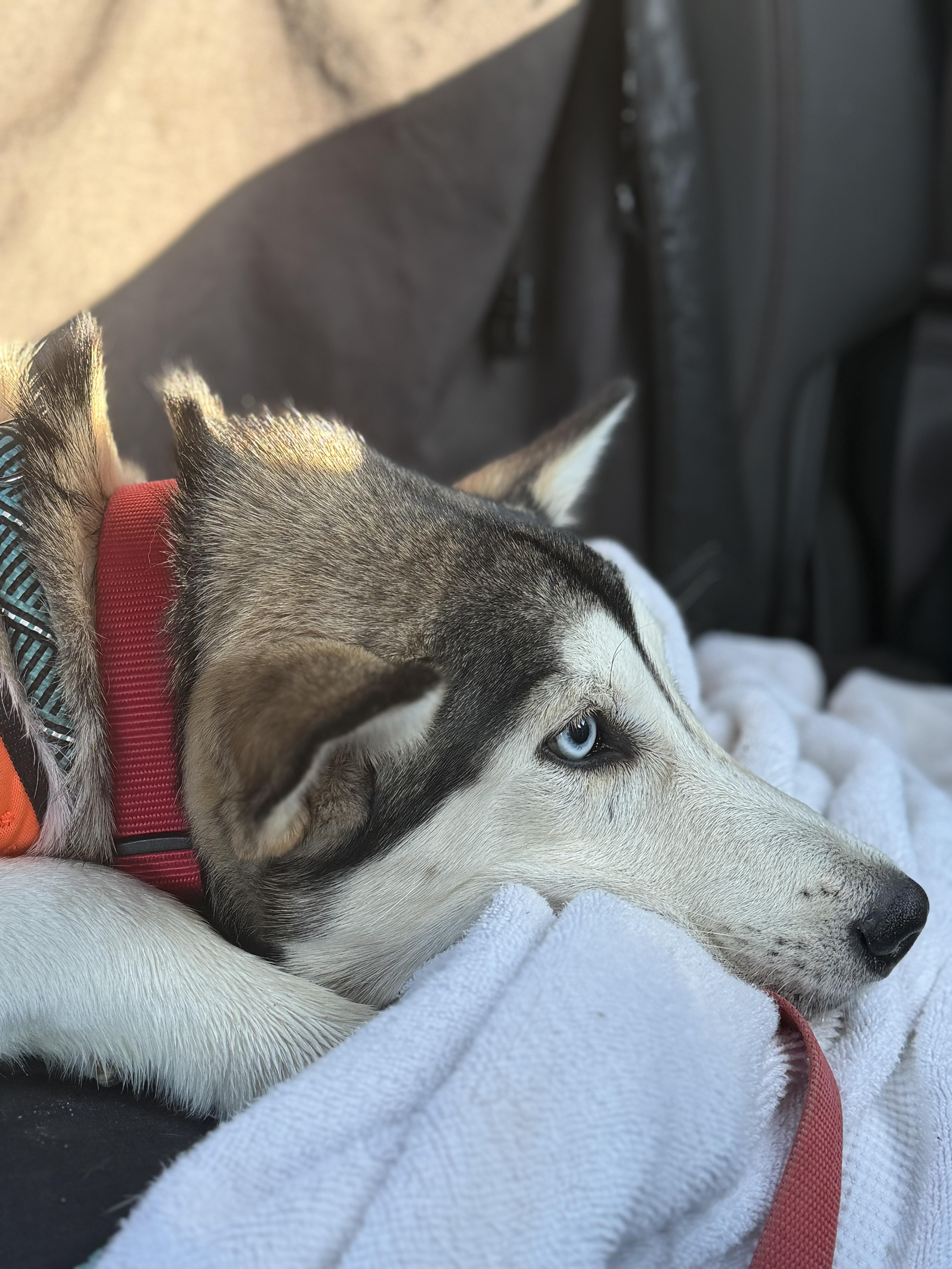 Enlarge Knox, a Adoptable Siberian Husky in Hawkins, TX image 4/4