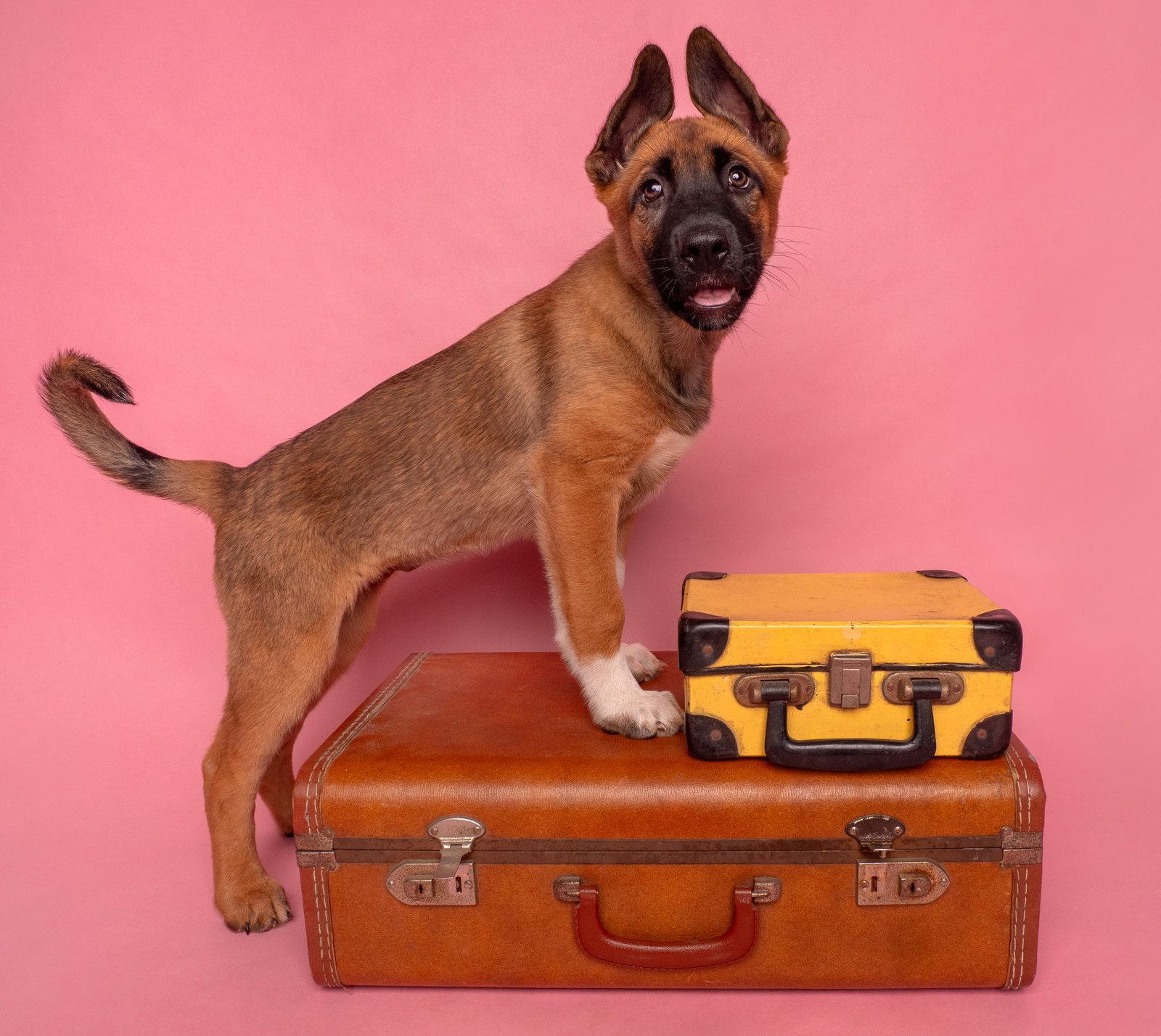 Vacay: Taxi, Adoptable, Puppy Female German Shepherd Dog.