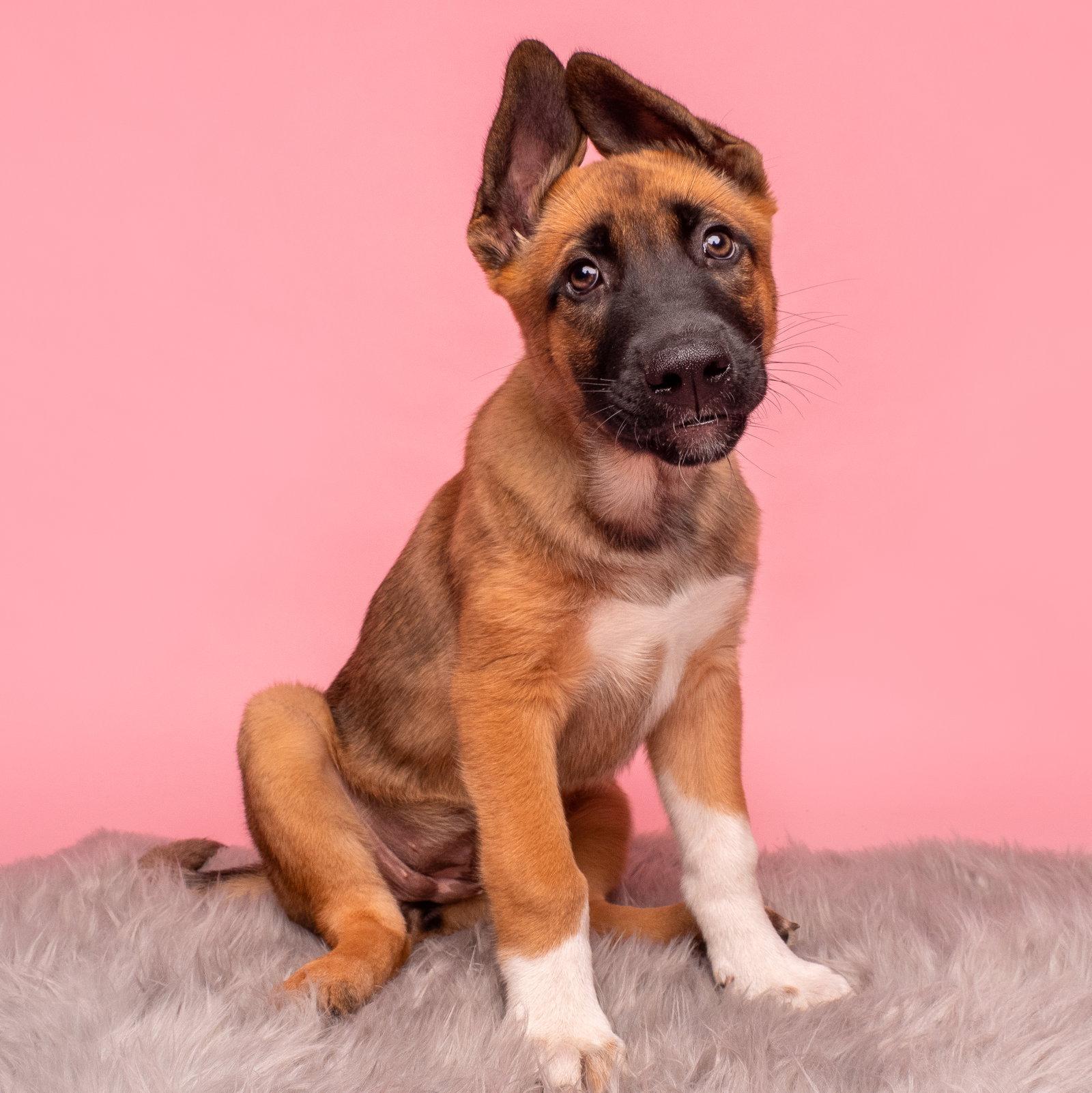 Vacay: Taxi, a Adoptable German Shepherd Dog in Palo Alto, CA image 2/3