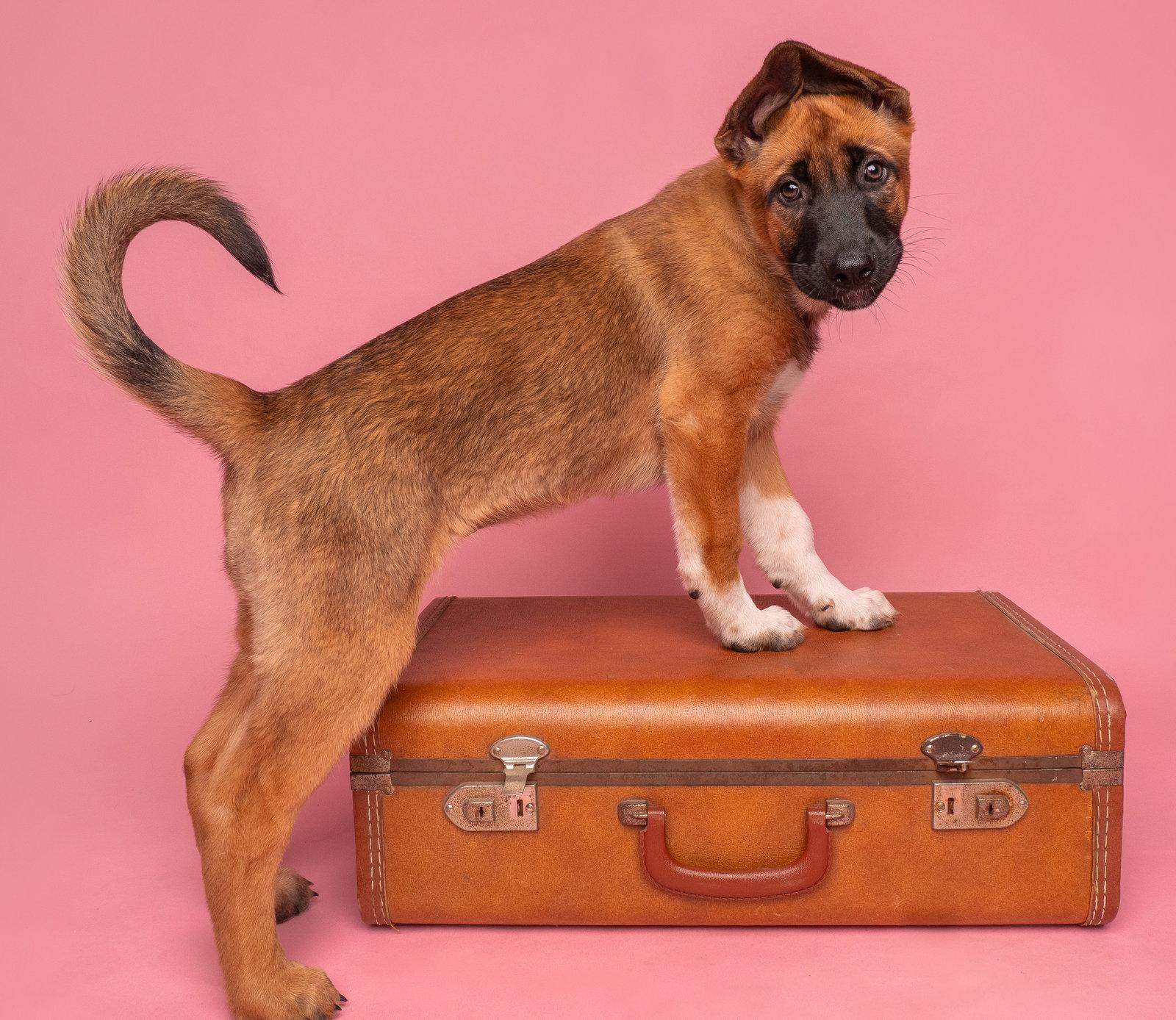 Vacay: Taxi, a Adoptable German Shepherd Dog in Palo Alto, CA image 3/3